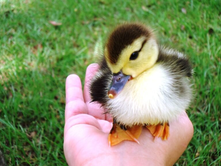 The Ultimate Amateur Guide on Raising Ducks